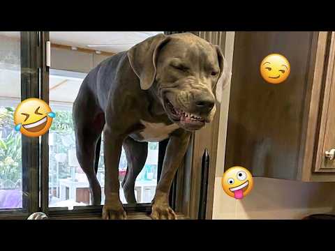 I dare you not to LAUGH at these FUNNY DOGS 😁🦮 - Best Funny Animals Videos 2026 #322