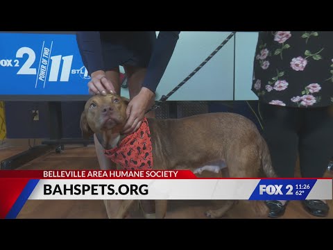 Adopt Sienna the dog - YouTube