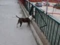 Bull Terrier Che Cerca Il Gatto