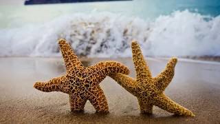 Jan Johnston - Flesh (Thr3shold Remix)