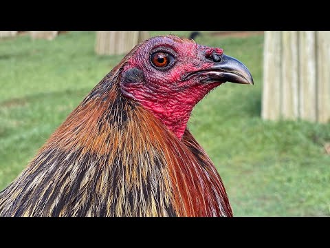 Hawaii Black Friday Roger Tabac Rcp Farm - Beautiful Black Birds