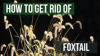 How to Get Rid of Foxtails (4 Easy Steps!)