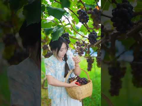 Beautiful Nature with Rural Life - Harvest grapes, peaches and plums