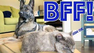 How Our German Shepherd and Cat Became Best Friends: How to Introduce Cat and Dog.