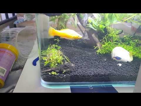 Get Rid Of Detritus Worms In Planted Aquarium Using A Simple Natural Way