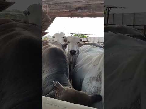 #pecuarista #animals #mercadoagricola #engorda #toros #carne #huaral #lima