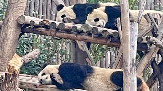 重慶・成都旅行