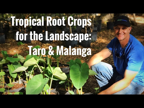 Beautiful ROOT CROPS for the EDIBLE YARD: Taro & Malanga