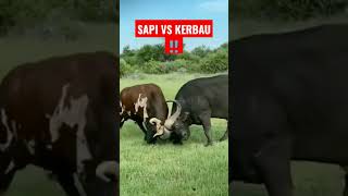 Download lagu EPIC MOMENT ‼️ SAPI VS KERBAU 🔥🔥🔥 #shorts #shortvideo #shortsvideo #zonahewan mp3