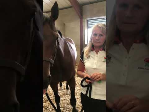 Judicial - Coolmore Nunthorpe Stakes contender