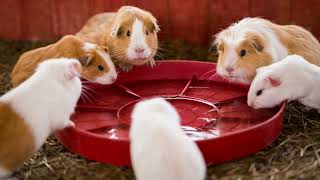 Why Do Guinea Pigs Drink So Much Water?