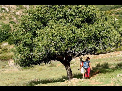 Tema "Plodne smokve" - razmatrao Darko Bubić 31.07.2017.