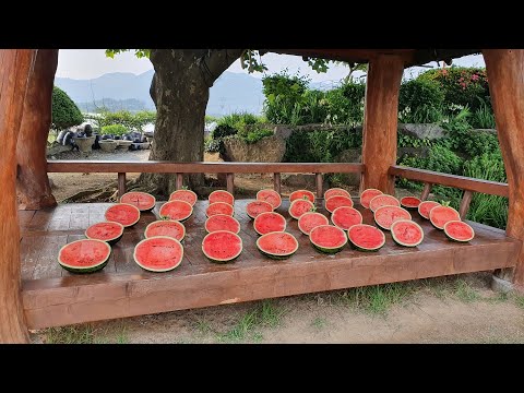 , title : '나비도 반한 국내1위 고창수박의 비밀! 행운은 덤! / The process of making the best watermelon in Korea / Korean Food'