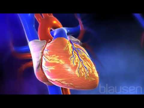 Heart Attack - The Heart is The Primary Organ of the Cardiovascular System