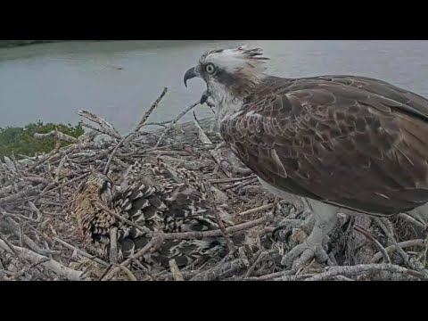 Captiva Osprey Cam | Lena feeding two chicks | March 25, 22