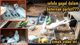 Download lagu tips agar sukses beternak burung parkit mp3
