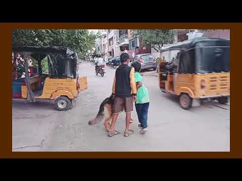 Friends this gsd German shepherd dog whisky 