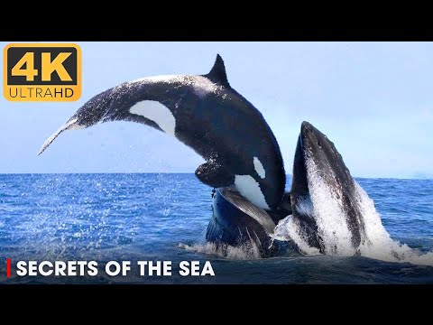 DEEP OCEAN: Life in the Cold Abyss | Secrets of the Seas Ep. 1 | 4K UHD | OCEAN DOCUMENTARY