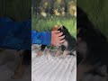 Chihuahua dogs for sale: Precious - Video 1