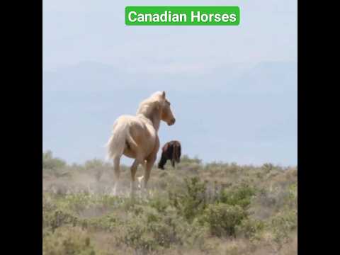 , title : 'Why Canadian Horses Are Rare? #youtubeshorts #youtube #ytshorts'