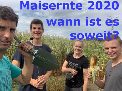 Maisernte 2020 wann ist es soweit (Zwischenvideo geht auch ganz schnell 15min)