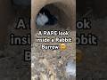 The inside of a Rabbit Burrow🤯 #rabbit #burrow #nature #animals #wildlife #viral #shorts