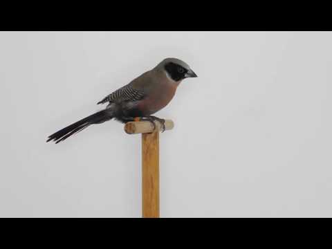 Astrild čiernolíci (Estrilda erythronotos) — starostlivosť, voliéra a kŕmenie