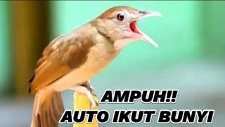 Download lagu KAPAS TEMBAK GACOR BESET NGEBREN EMOSI | PANCINGAN KAPAS TEMBAK BAHAN LANGSUNG RESPON mp3 Download lagu KAPAS TEMBAK GACOR BESET NGEBREN EMOSI | PANCINGAN KAPAS TEMBAK BAHAN LANGSUNG RESPON mp3