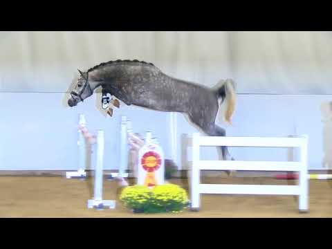 Cellestial - Caretino *2015