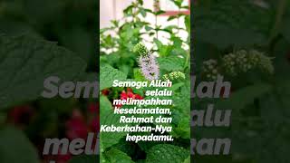 Download lagu Arti Assalamualaikum warahmatullahi wabarakatuh #muslim #salam #islam #greetings #peace mp3 Download lagu Arti Assalamualaikum warahmatullahi wabarakatuh #muslim #salam #islam #greetings #peace mp3