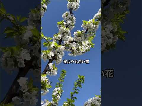 なぜ桜の木は実を結ばないのでしょうか？豊作のために解決すべき5つの潜在的な問題  庭園