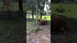Looks like the girls had a disagreement #farming #cow #farmlife #shorts