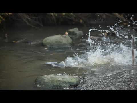 Meritaimen kutee Helsingin Keskuspuistossa ensimmäistä kertaa
