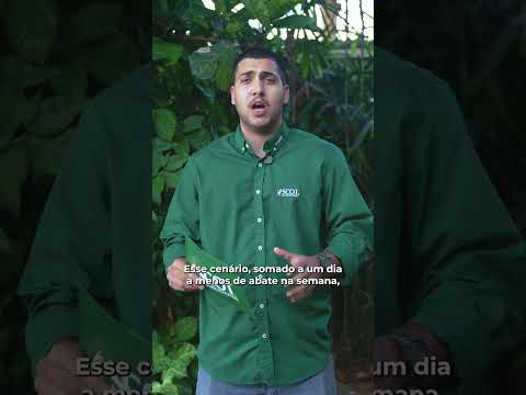 Boi gordo em São Paulo mantém estabilidade no pós-Tiradentes