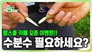 수분수 필요하세요?ㅣ감나무 고접 붙이는 방법 ㅣ 네이버 카페 오픈 이벤트