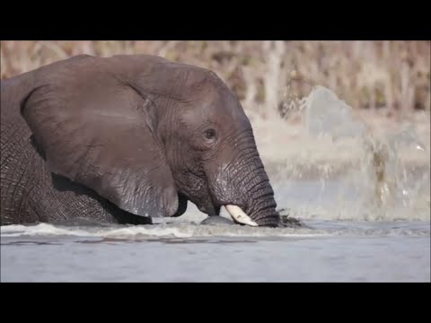 Graceful Giants: The Majestic Elephants of the Savanna