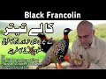 How To Differentiate Between Male And Female Chicks In Black Francolin Kala Titar Male And Female
