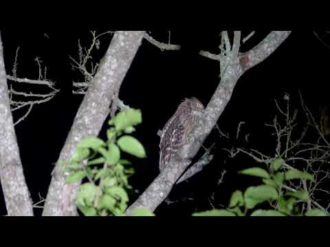 Brown Fish Owl s volaním — Ketupa zeylonensis, Chitwan NP