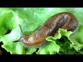 Interesting Slug Facts