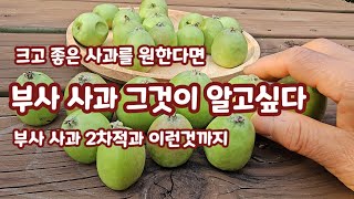 부사사과 2차적과 사과 모양과 크기 그 비밀은
