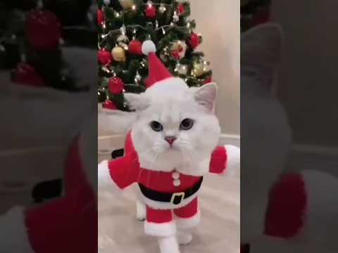 Cat christmas tree. #shortsfeed #viral #cat #christmas