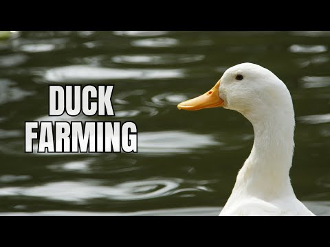 , title : 'Raising Ducks For Profit - Duck Farming Beginners Guide'