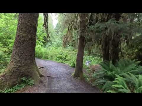 What It's Like to Walk the Hoh Rainforest Trail