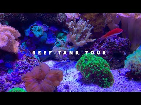 90 GALLON REEF CUBE TOUR | Quick Aquarium Vlog #9