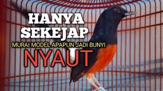 Download lagu MURAI BATU GACOR Ampuh buat PANCINGAN MURAI biar Emosi jadi NYAUT BUNYI BONGKAR ISIAN  mp3