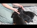 Miniature Dachshund dogs for sale: Millie - Video 1