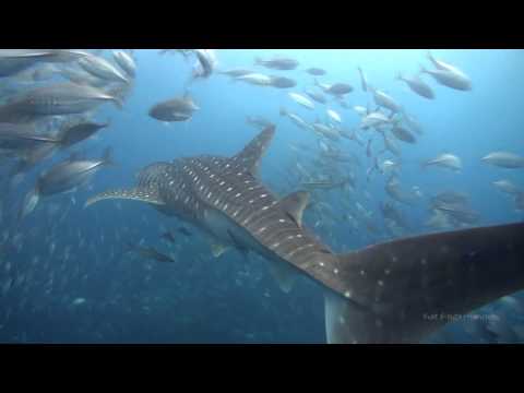 EPIC dive at Sail Rock with a WHALE SHARK!