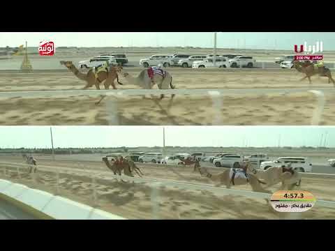 ش 8 ( اثير) لـ هجن الغرافة 6:07:37 , مهرجان المؤسس 2025/12/13 حقايق الشحانية