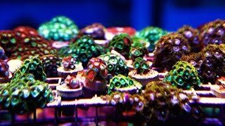 Flat Worm Exit in frag tank update