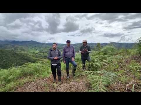 44,6 hectáreas reforestadas y más de 26.000 árboles sembrados Frontino | Proyecto NAMA Panela